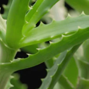 antiseptics pic mebala preventing infection