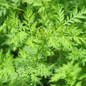 artemisia anti malaria best