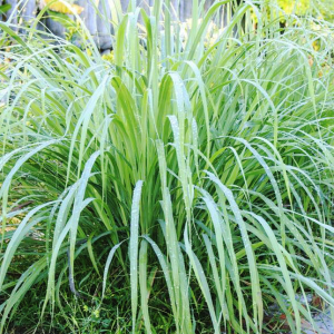 citronnelle pic web mebala.webp