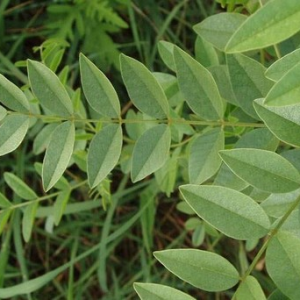 herbes contre la douleur pic 2.webp