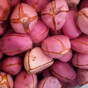 kola cameroon pic.webp