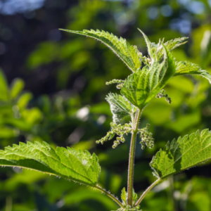 med prostatis mebala web