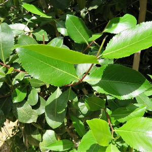 med to lose weight pic mebala web