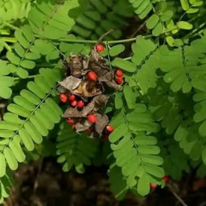 erective dysfunction(impuissance sexual)