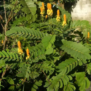 prostate treatment( traitement de la prostate)