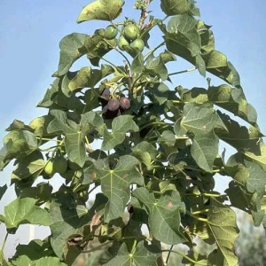 rhumatism(rhumatisme)