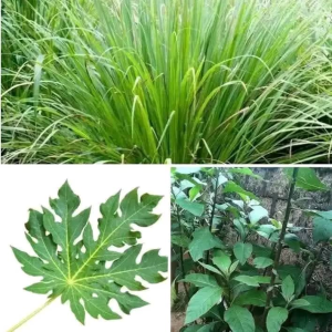 sterility(sterelite)